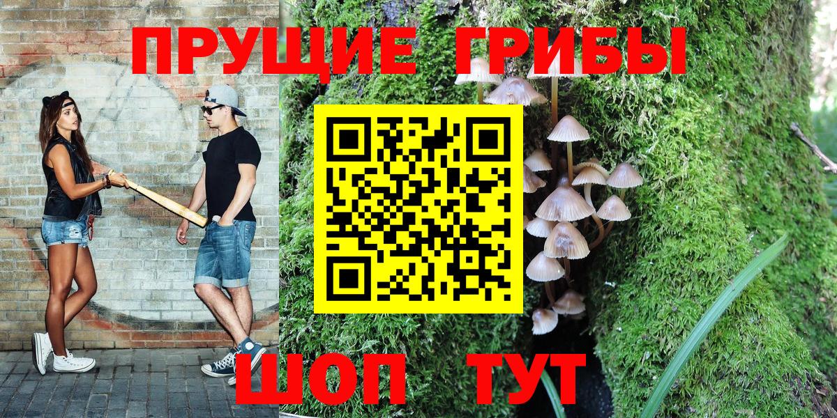 Псилоцибиновые грибы Cubensis Элиста